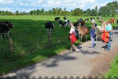Am Voltaireweg – Begegnung mit Rindern