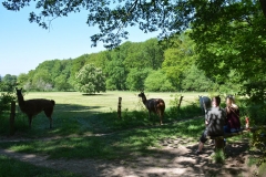 Nütterden